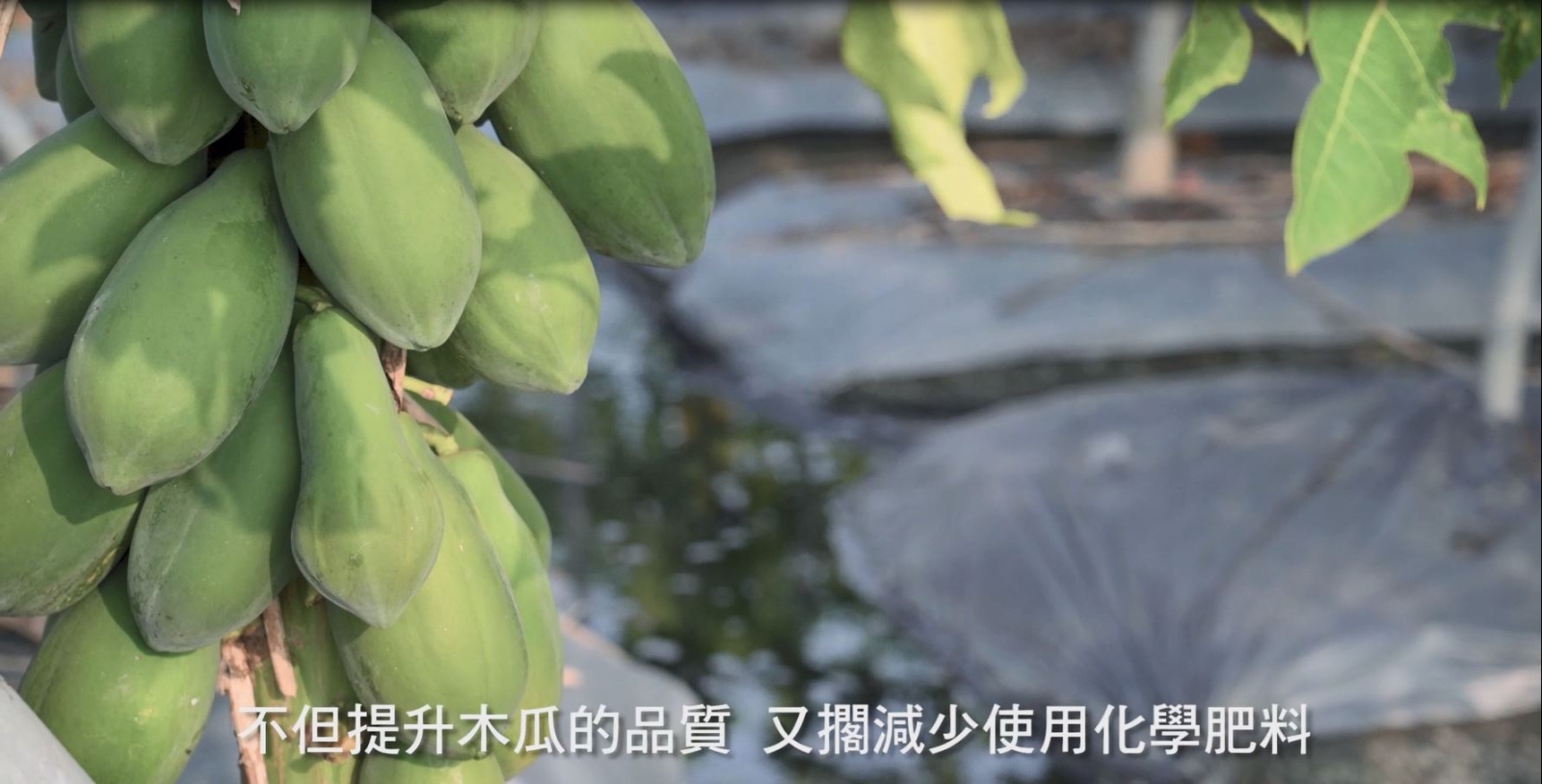 雲林縣沼液沼渣宣導影片(精選)
